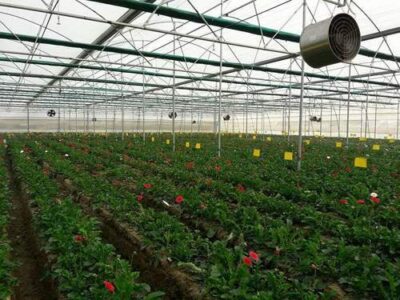 Ventilatori pentru agricultura si cresterea animalelor